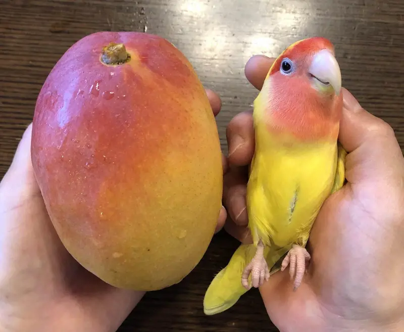 It Seems Fruits and Birds Have a Special Connection