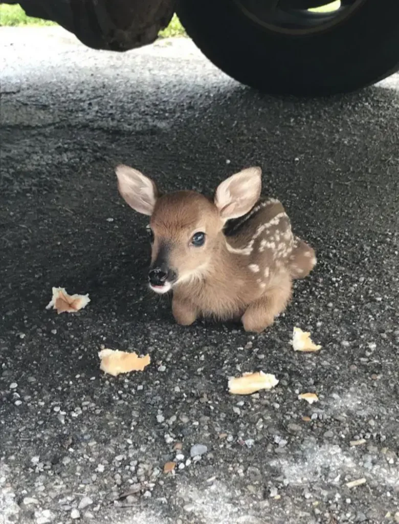  Lovely Baby Deer