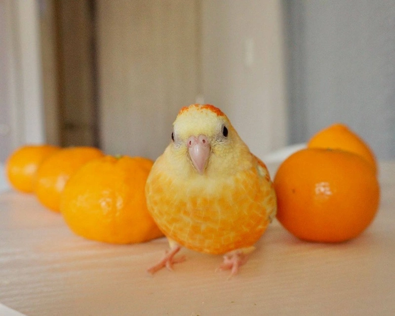 Peeled Orange with Two Legs, Eyes, and a Beak