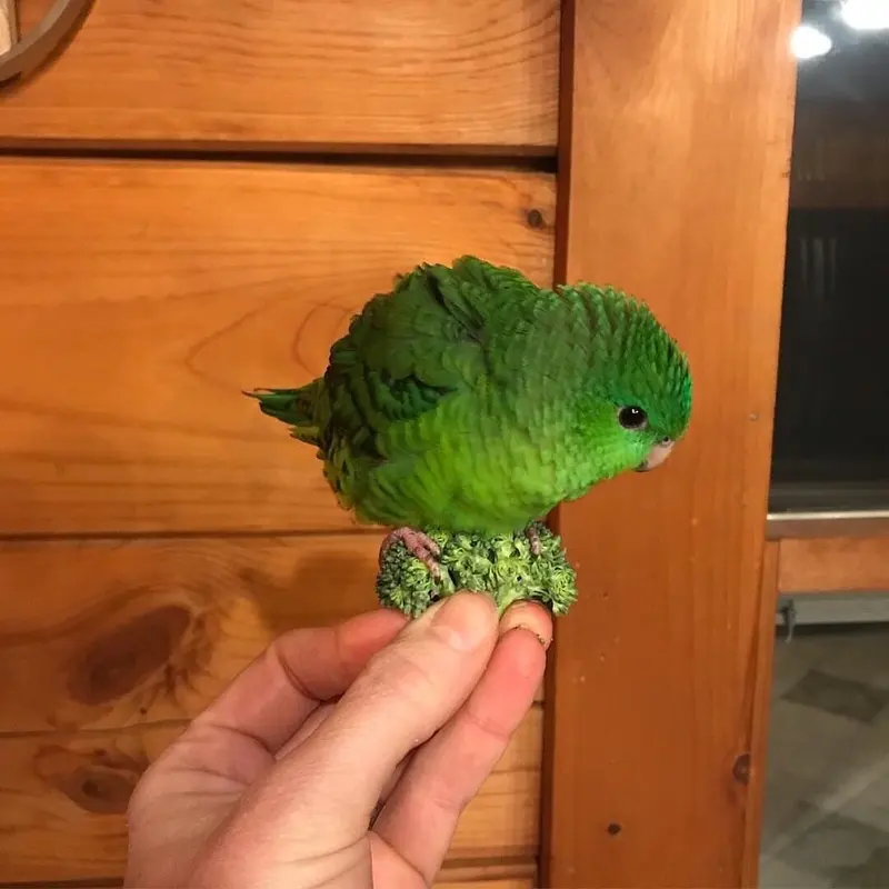 Please Don’t Eat! It is not a Piece of Broccoli