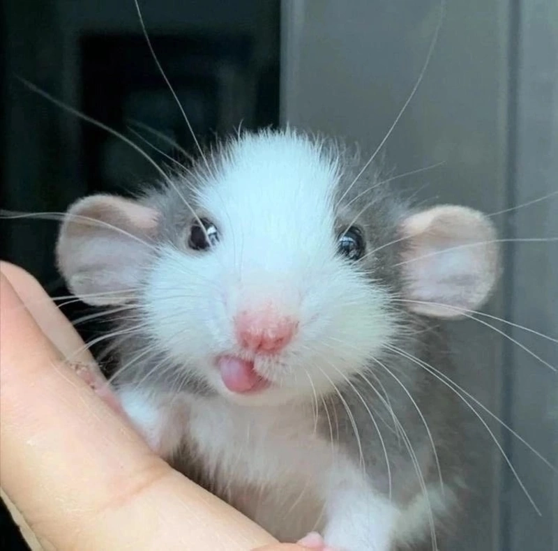 Say Hello to Mr. Ratatouille