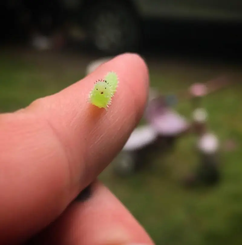 Small in Size but Big in Cuteness