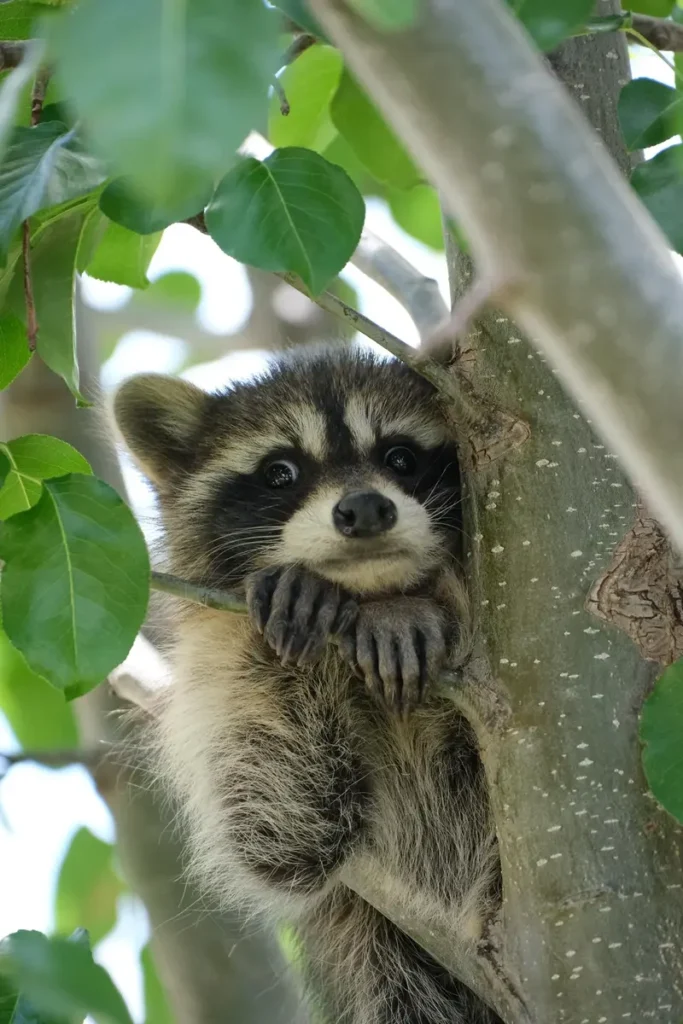 Someone Got a Visitor, NOPE, A Cute Visitor