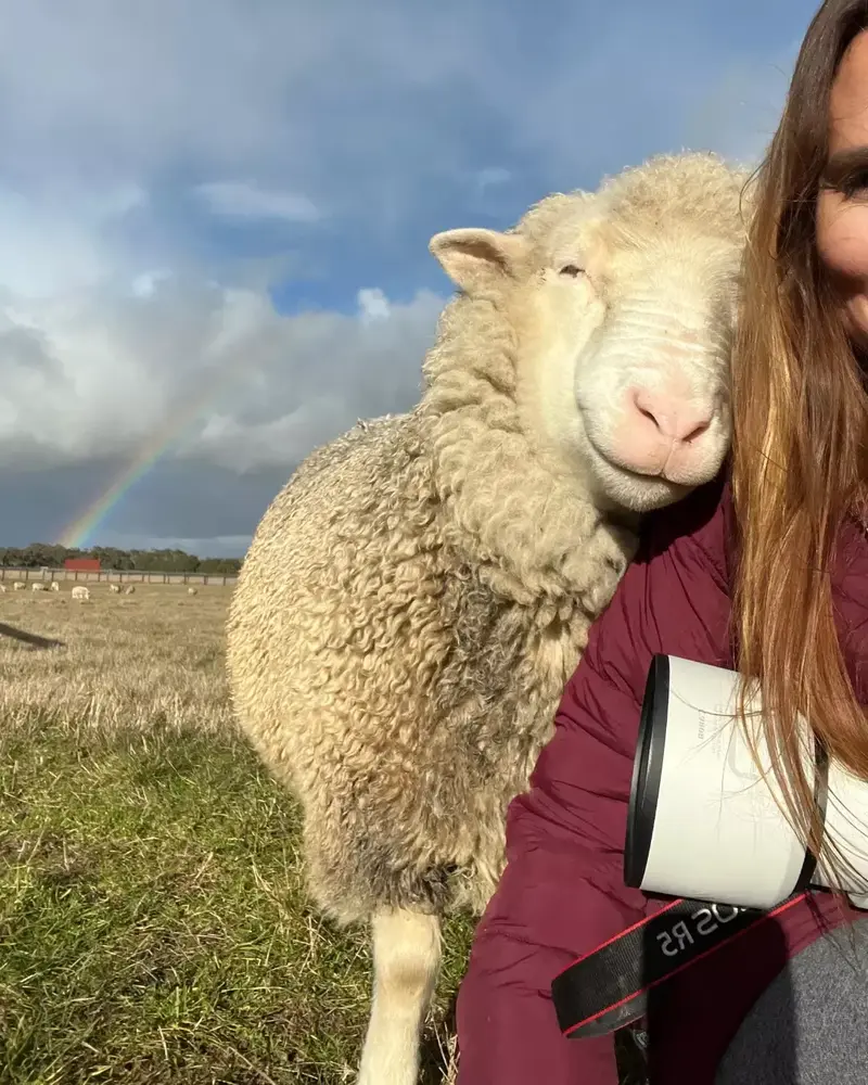 The Adorable Smile Of A Sheep 