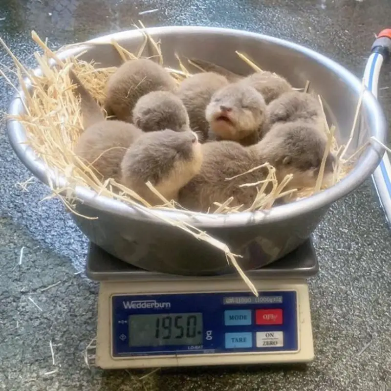 Who Wants A Bowl Of Cute Baby Otters That Weigh 2 Kilogrammes